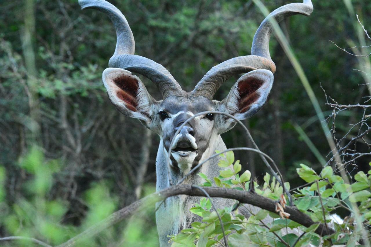 Bona Ngwenya Lodge & Safaris Marloth Park Exteriör bild