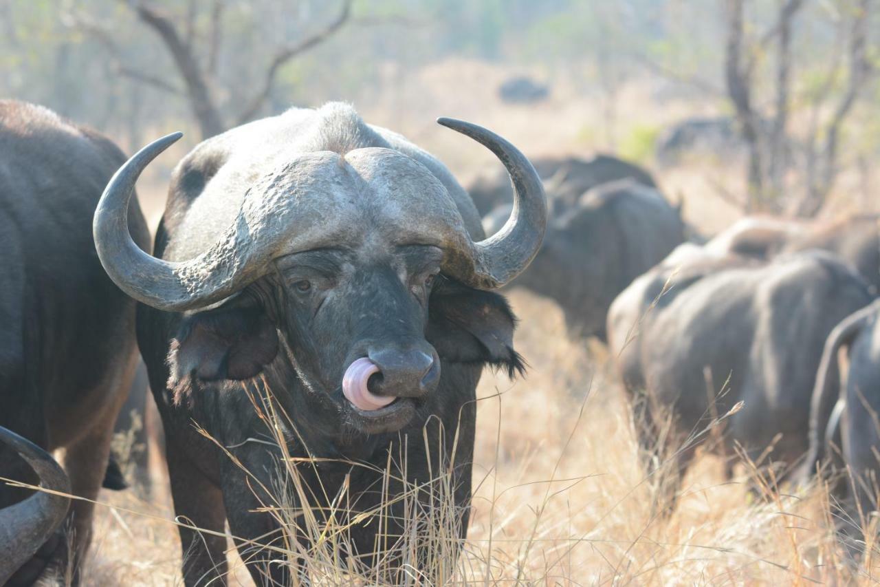 Bona Ngwenya Lodge & Safaris Marloth Park Exteriör bild